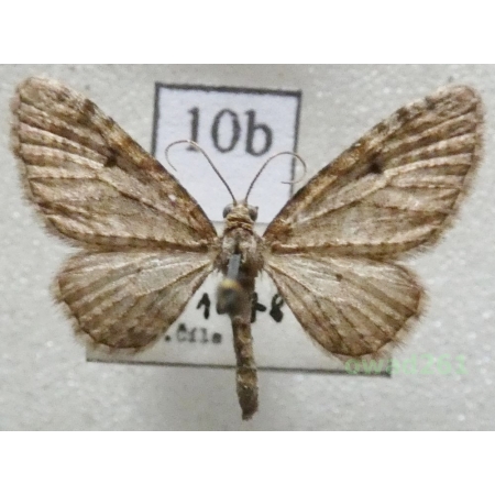 Eupithecia virgaureata Doubleday, 1861 Czech10b